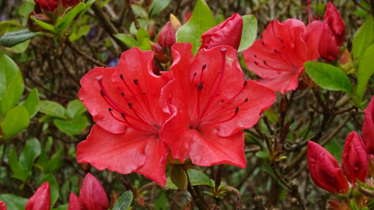 Rhododendrons Plant Directory