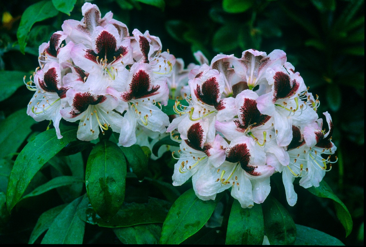Rhododendrons Plant Directory
