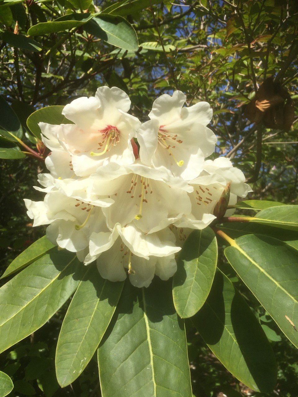 Rhododendrons Plant Directory