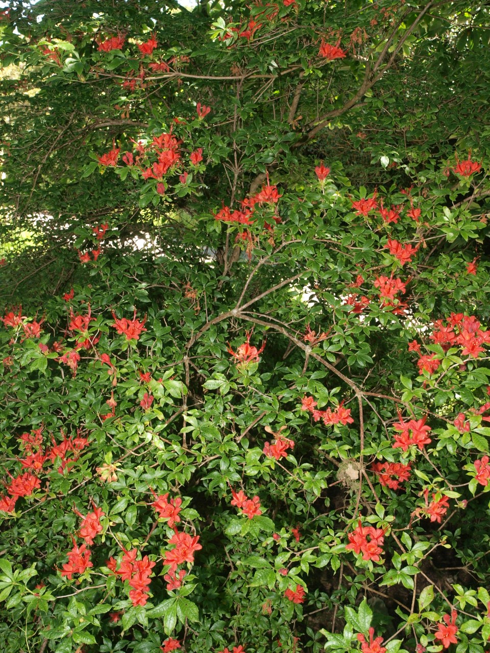 Rhododendrons Plant Directory